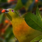 অনন্য সুন্দর পাখি কমলা বুক হরিয়াল হাজারীখিল অভয়ারণ্য ফটিকছড়ি