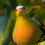 অনন্য সুন্দর পাখি কমলা বুক হরিয়াল হাজারীখিল অভয়ারণ্য ফটিকছড়ি